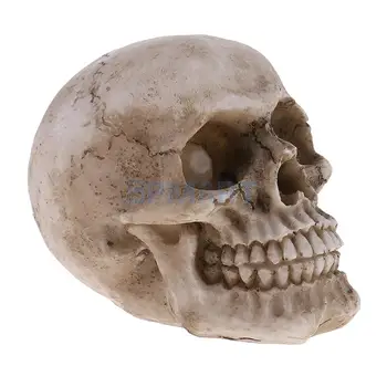 1pc Mažas Žmogaus Galvos Skeletas Kaukolės Modelis Dervos Žaislas Vaikams Dovanų