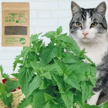 Puikus Natūralių Organinių Premium Katžolių 10g Catmint , Mentolio Skonio , Katės Gydo Juokinga Žaislai kačiukams