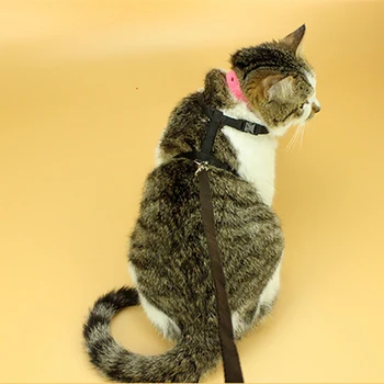 Reguliuojamas Katės Panaudoti Pavadėlio Nustatyti Nailono Katė Pavadėlio Lyno Suppies Pėsčiomis Medžiagos Bezdalius Dragon Augintiniai Produktas 6 Spalvų Lynai